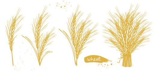 Golden wheat and barley grain set