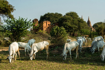 Obraz premium Bagan temple with cows