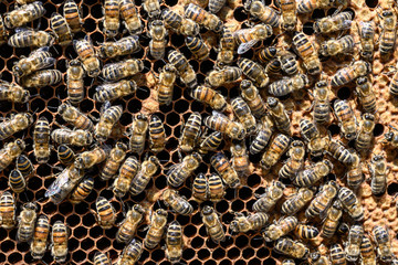 closeup of bees on honeycomb in apiary Honey bee selective focus