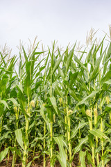 Cornfield close-up on sunny summer day. Agriculture, harvest and farm concept. Genetically modified and transgenic corn for export, produced in Mato Grosso, Brazil.