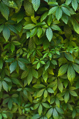 Leaves of decorative grapes.
