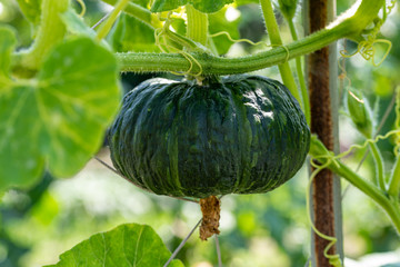 Japanese pumpkin, kabocha squash, on the branch