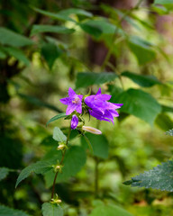 A purple Campanula latifolia or giant bellflower on green background