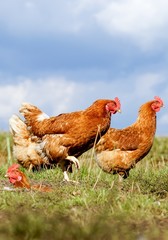 Hühner auf einer grünen Wiese