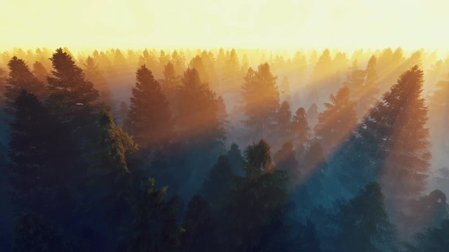 Flight over pine forest against beautiful sun rays, 4k