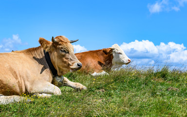 Fototapeta na wymiar Two cows lying on green grass on a hill and blue sky with some clouds in Styria, Austria