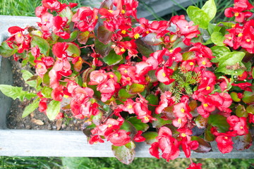 red flowers in the flowerbed on a summer day