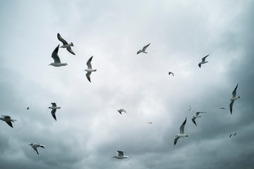 Fototapeta premium Seagulls flying in the sky