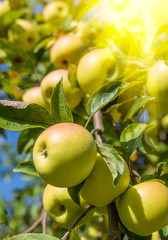 Yellow apples on apple tree branch. Organic natural apples on a branch in sunlight