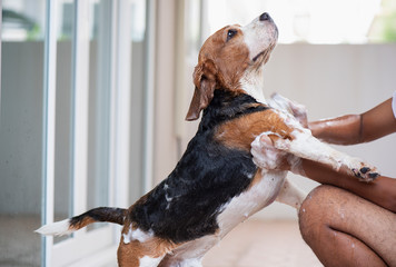 Beagle Dog is taking a shower