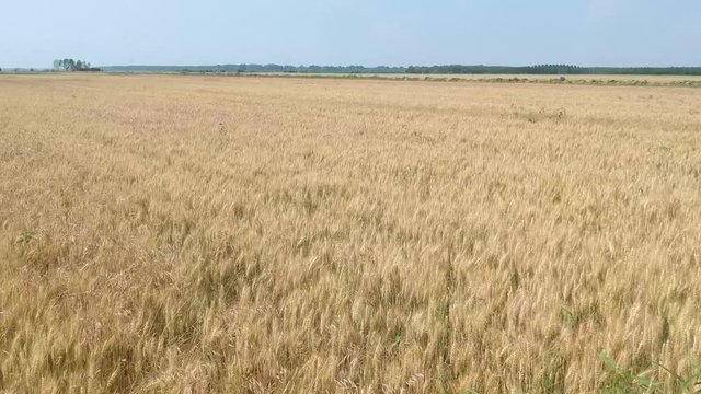 Wheat field. Aerial view. Flight above the ripe wheat field.