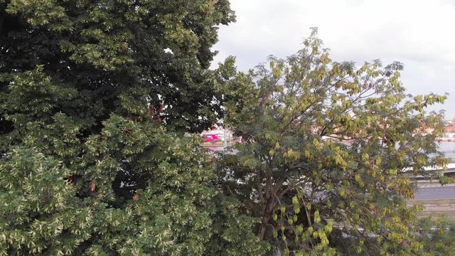Panorama miasta z za drzewa w parku