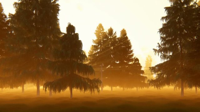 Pine forest against magical sunset, camera flight