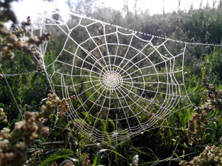 spider web with dew