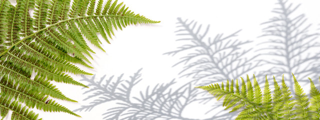 Obraz premium Creative layout made of colorful tropical leaves on white background. Minimal summer exotic concept with copy space. Border arrangement.