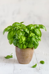 Young homemade basil in a pot on a white wooden background. Home grown basil. Selective focus
