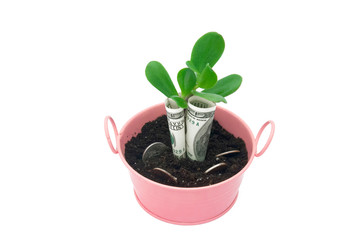 Money tree planted in a bucket with dollars rolled into a tube. Money bush planted in a bucket of money coins.