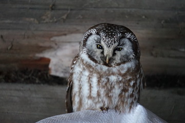 great grey owl