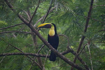 Fototapeta premium Keel-billed Toucan - Ramphastos sulfuratus, large colorful toucan from Costa Rica forest with very colored beak.