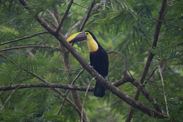 Keel-billed Toucan - Ramphastos sulfuratus, large colorful toucan from Costa Rica forest with very colored beak.