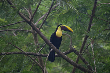 Fototapeta premium Keel-billed Toucan - Ramphastos sulfuratus, large colorful toucan from Costa Rica forest with very colored beak.