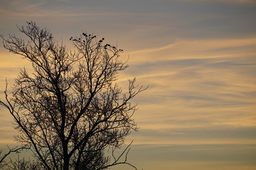 Obraz premium tree at sunset