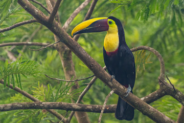 Fototapeta premium Tukan kilimowy - Ramphastos sulfuratus, duży kolorowy tukan z kostarykańskiego lasu z bardzo kolorowym dziobem.