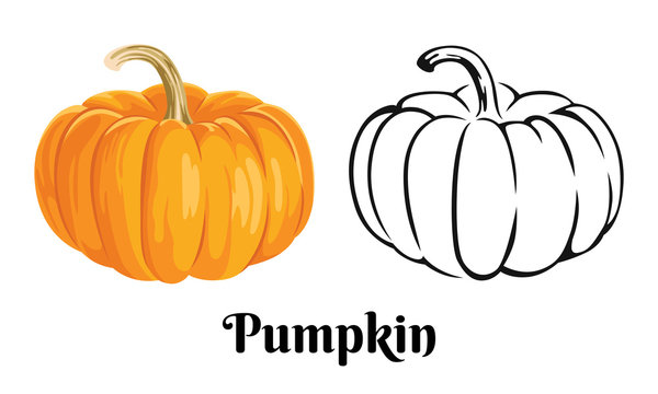 Vector pumpkin isolated on white background. Color cartoon illustration of an orange vegetable and black and white simple outline icon.