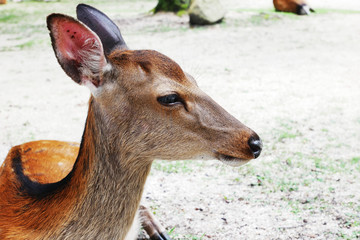 リラックスしてる鹿