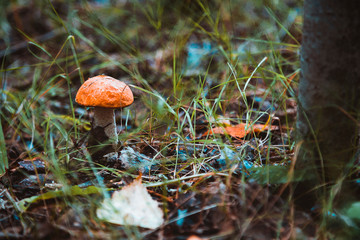 Lonely boletus mushroom growing in the forest