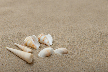 Fototapeta na wymiar 砂浜と貝殻