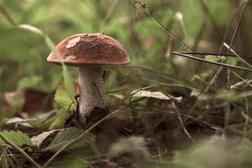 Boletus mushroom growing in the forest