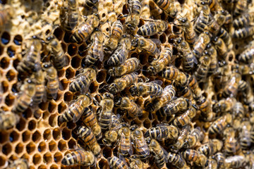 closeup of bees on honeycomb in apiary Honey bee selective focus