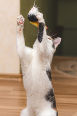 Cute kitten stands on its hind legs, and the front paws missing toy