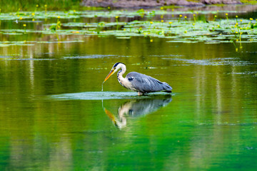 Heron hunting for a pray in the lake with water drops falling down from beak - Derwentwater, Keswick, Lake District, Cumbria, England 