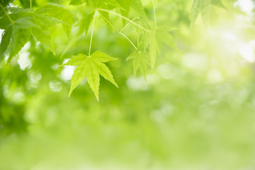 Fototapeta na wymiar Close up of nature view green maple leaf on blurred greenery background under sunlight with bokeh and copy space using as background natural plants landscape, ecology wallpaper concept.