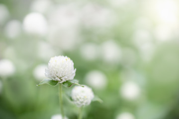 Close up of nature view white Globe amaranth flower on blurred greenery background under sunlight with bokeh and copy space using as background natural plants landscape, ecology wallpaper concept.