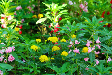 colorful of yellow red pink flower blooming decorate in the garden