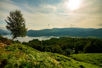 Lonely tree at the mountain with lake, mountains and forest in the background during sunrise with clouds in the sky - Lake District, United Kingdom