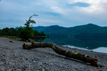 Fototapeta na wymiar Broken tree branch laying on the pebble beach of Derwentwater lake during sunset in a nice long exposure shot with clouds highlighted by the sun and the mountains in the second plan 