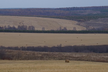 Obraz premium herd of cows