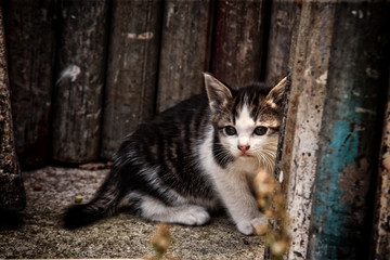 猫3