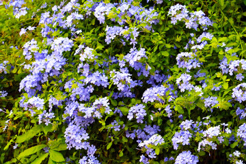 white plumbago or cape leadwort purple bouquet flower blooming