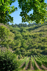 Fototapeta na wymiar Beautiful landscape view of the Main valley with its vineyards at the Benediktusberg near Würzburg