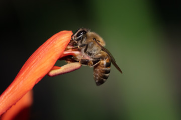 Bee feeding from bright orange flower with dark background copy space.
