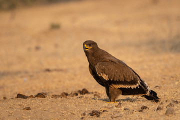 Steppe eagle or Aquila nipalensis portrait at jorbeer conservation reserve, bikaner, rajasthan, India