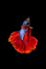 Foto op Canvas Het ontroerende moment mooi van rode en blauwe siamese betta vis of fancy betta splendens vechten vis in thailand op zwarte achtergrond. Thailand noemde Pla-kad of halve maan bijtende vis. © Soonthorn