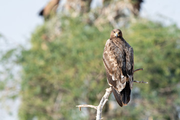 Steppe eagle or Aquila nipalensis portrait at jorbeer conservation reserve, bikaner, rajasthan, India