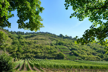 Beautiful landscape view of the Main valley with its vineyards at the Benediktusberg near Würzburg