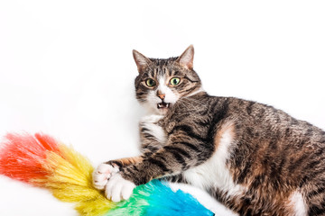 Cat with a brush, a broom for cleaning dust. The concept of cleaning